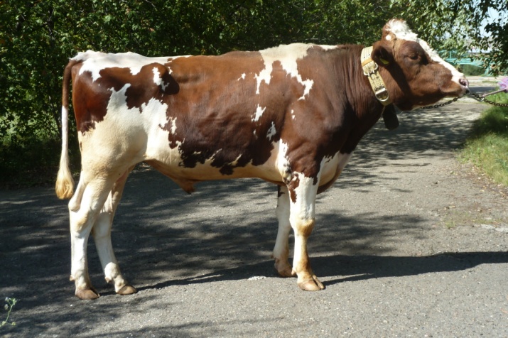 ДЕВЛИН 1268 ET КСГФ-243